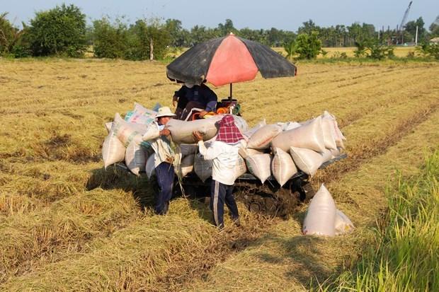 Gia gao xuat khau cua Viet Nam duy tri o gan muc cao nhat trong 2 nam hinh anh 1