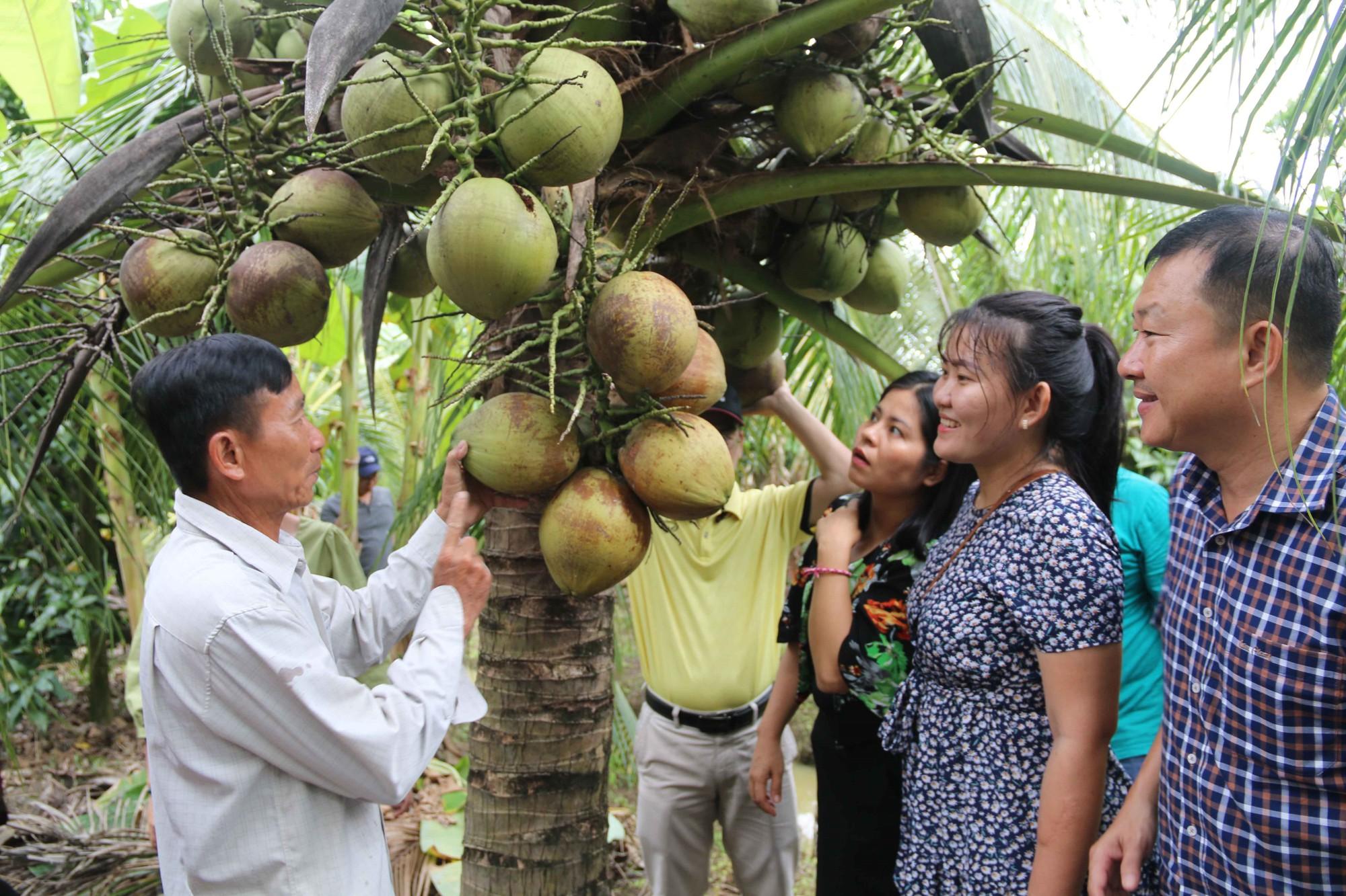 Giá dừa tăng gấp 3 sau thông tin được xuất khẩu Mỹ - Ảnh 1.