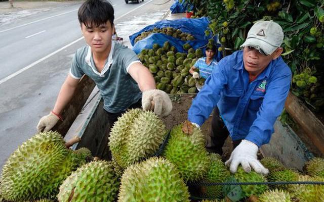 Giá sầu riêng cao ngất ngưởng, nhiễu loạn giá chốt vườn