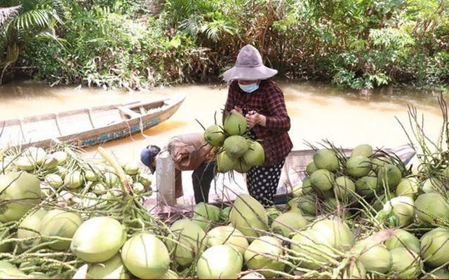 Giá dừa trái tăng gấp đôi