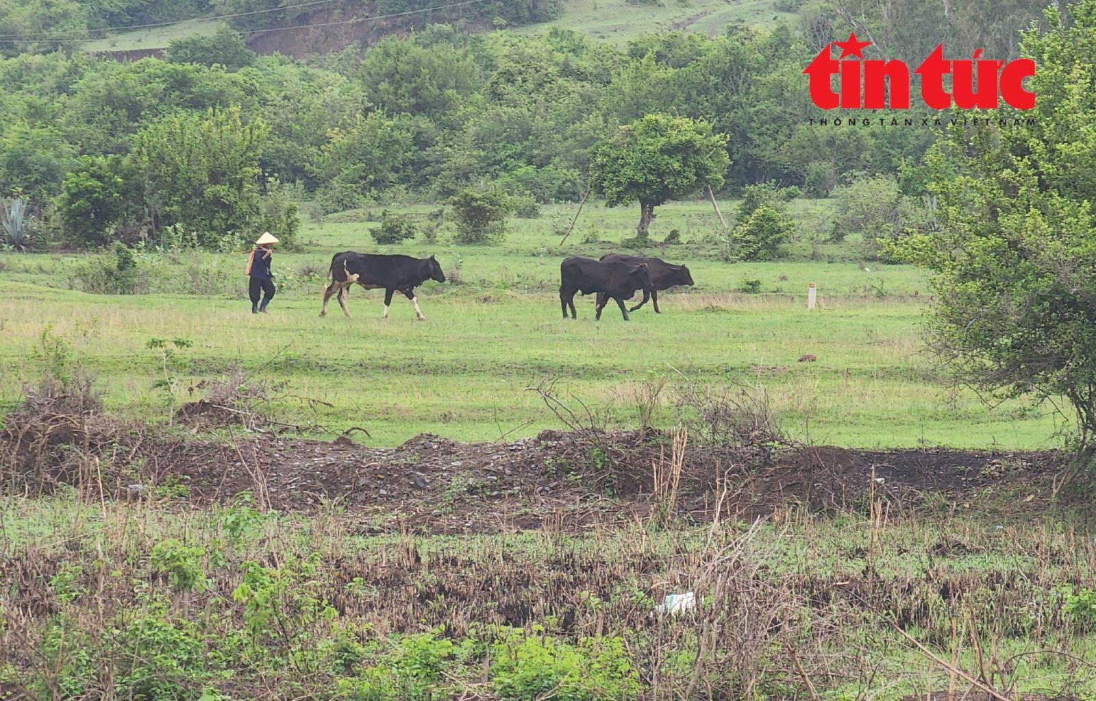 Vượt nắng thắng mưa, tháo gỡ mặt bằng, đảm bảo tiến độ cao tốc Chí Thạnh - Vân Phong - Ảnh 7.