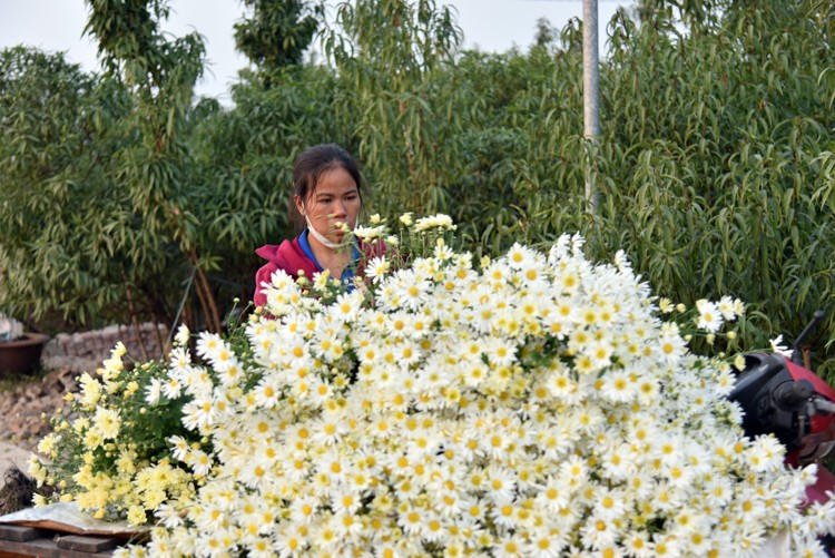 Hà Nội: Sau thời gian gây sốt, giá cúc họa mi đã chạm đáy?