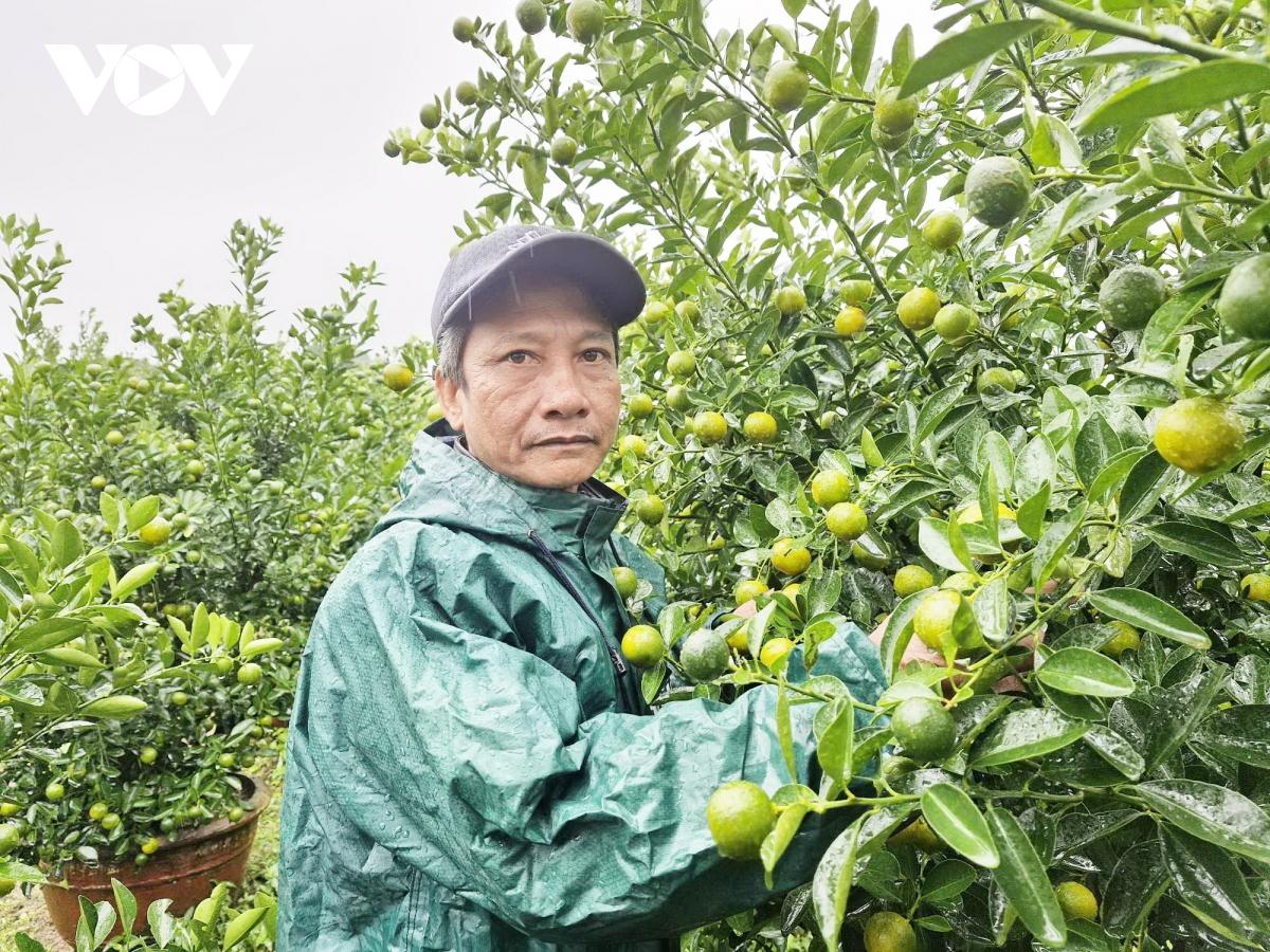 Quất Hội An vào vụ Tết - Ảnh 1.