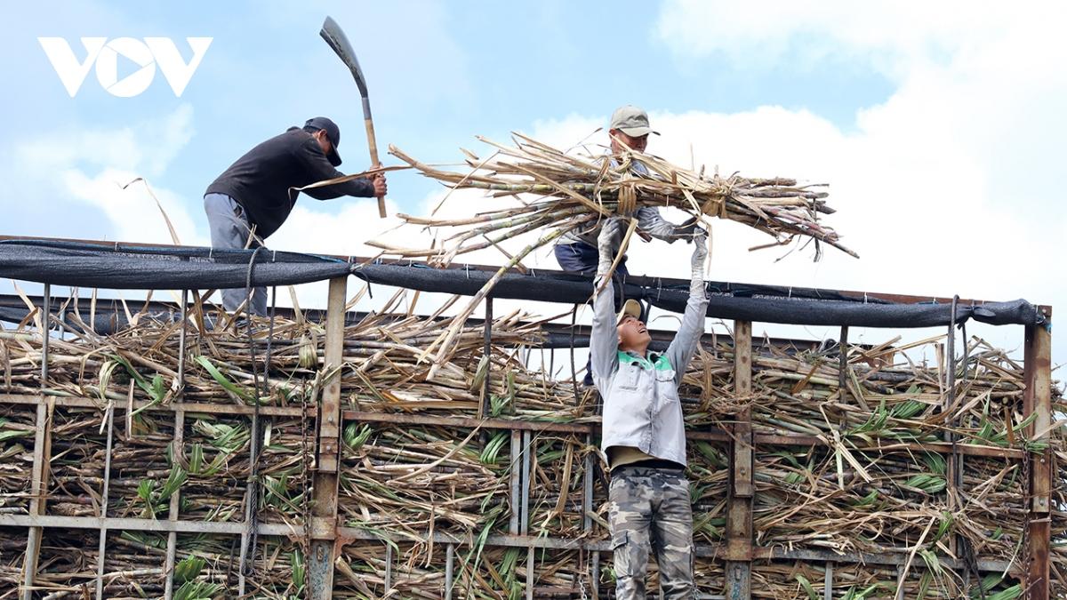 Người trồng mía Đắk Lắk được mùa, được giá 4 vụ liên tiếp - Ảnh 1.