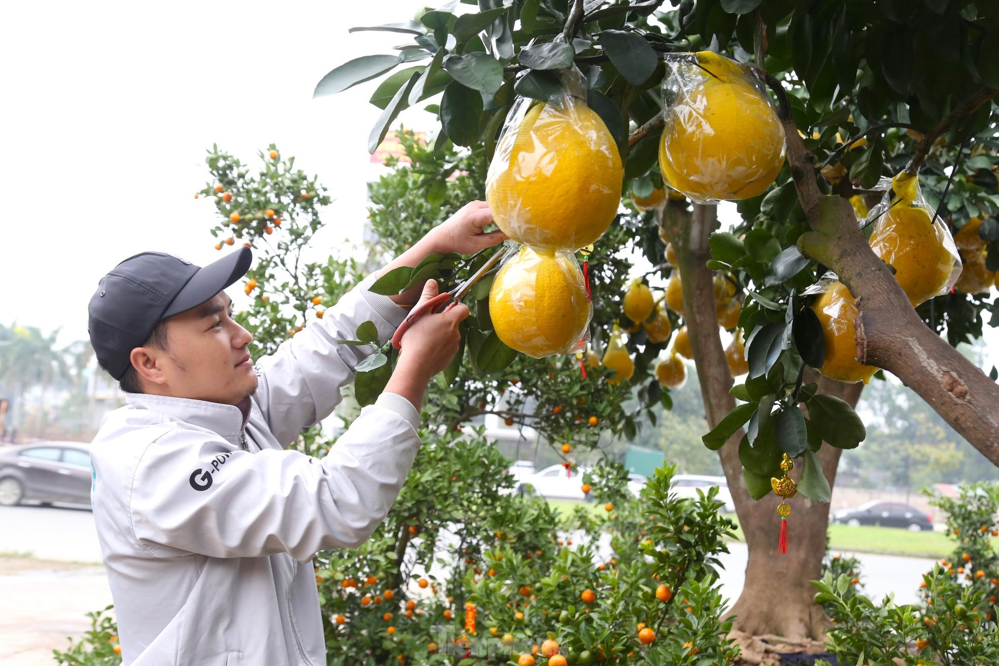 Cây bưởi Diễn thế Tam đa cao hơn 4m, giá 80 triệu đồng xuống phố 'chơi Tết' - Ảnh 8.