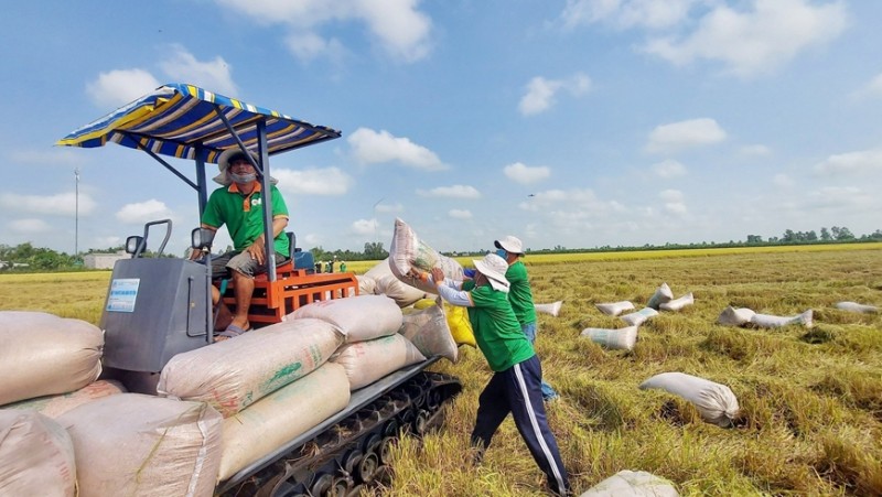 Giá lúa gạo hôm nay ngày 20/2: Giá gạo tiếp tục đà giảm