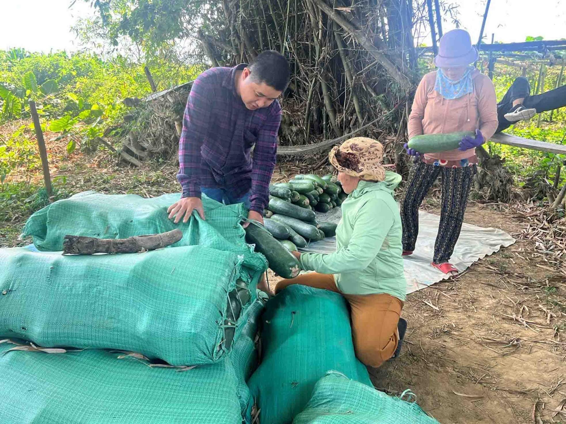 Nông dân lao đao với bí đao- Ảnh 6.