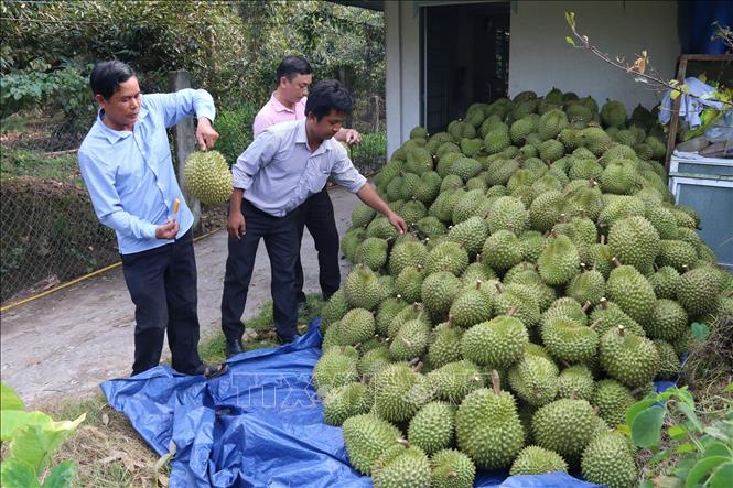 Giá sầu riêng ở Tiền Giang tăng cao nhất từ trước đến nay- Ảnh 1.