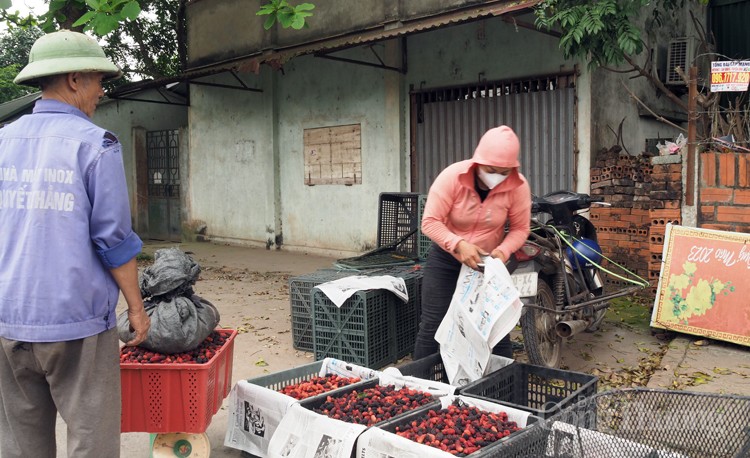 Dâu tằm được mùa, nông dân Hà Nội phấn khởi