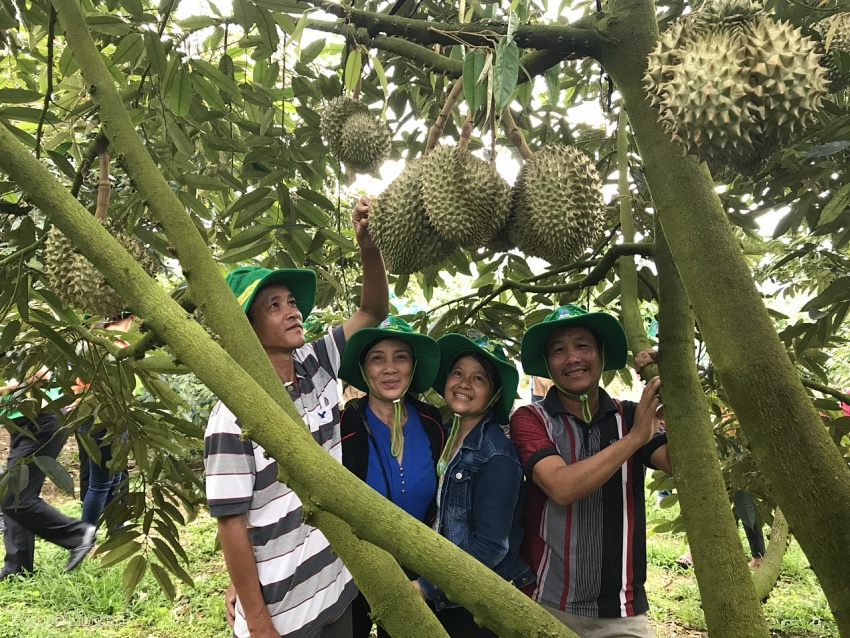 Phân bón Phú Mỹ: Bí quyết cho mùa bội thu với cây dưa hấu và sầu riêng ở miền Trung - Tây Nguyên