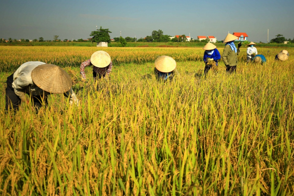 Giá lúa gạo hôm nay ngày 10/6/2024: Giá lúa ổn định