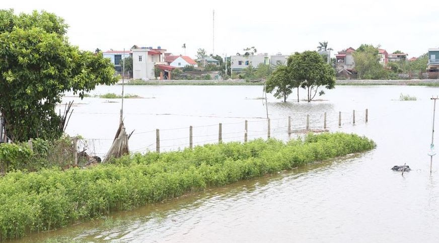 Một vùng bãi ven sông Đáy ngập trong nước lũ.