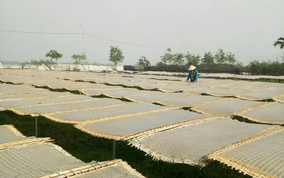 Miến đao sâm - dấu ấn từ sản phẩm đặc hữu Miến đao sâm - dấu ấn từ sản phẩm đặc hữu