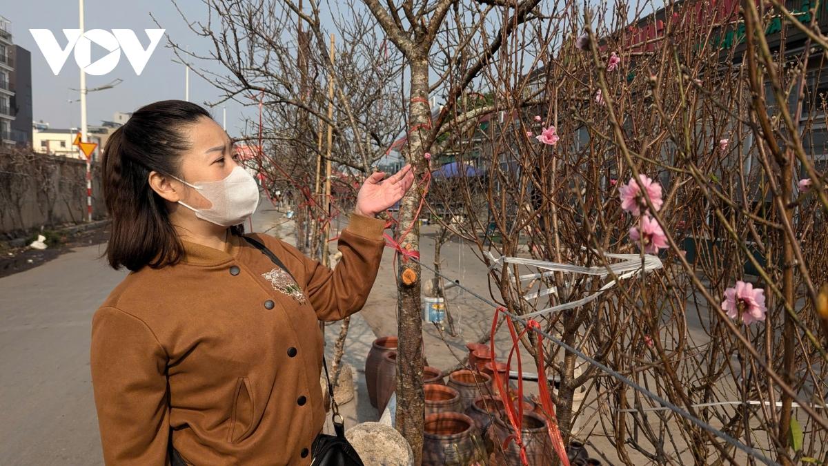 Đào Nhật Tân, đào núi “xuống phố” hút khách chơi Tết sớm- Ảnh 2.