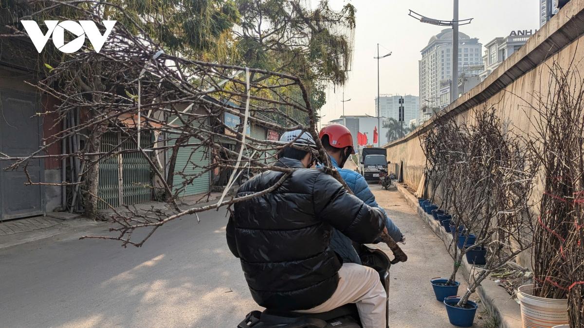 Đào Nhật Tân, đào núi “xuống phố” hút khách chơi Tết sớm- Ảnh 13.