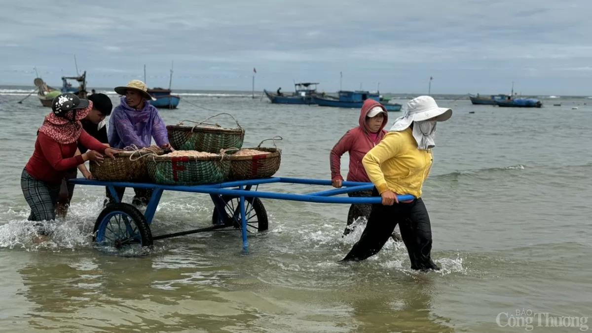 Người dân dùng xe để vận chuyển ruốc từ tàu vào bờ bán cho thương lái