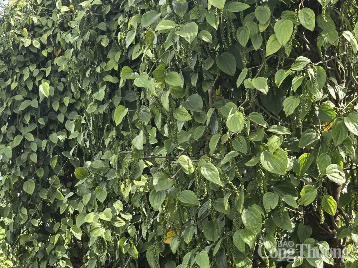 Giá tiêu hôm nay 15/5/2025, trong nước duy trì bình ổn