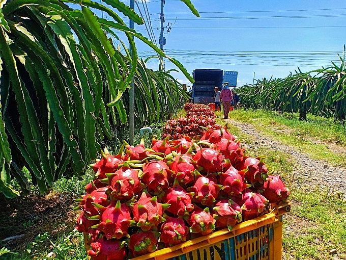 Hiện thanh long xuất khẩu sang EU đang chịu giám sát tại cửa khẩu là 20%
