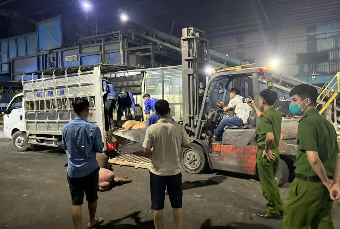 Vĩnh Phúc xử lý hơn 1 tấn thịt lợn không đảm bảoantoànthựcphẩm