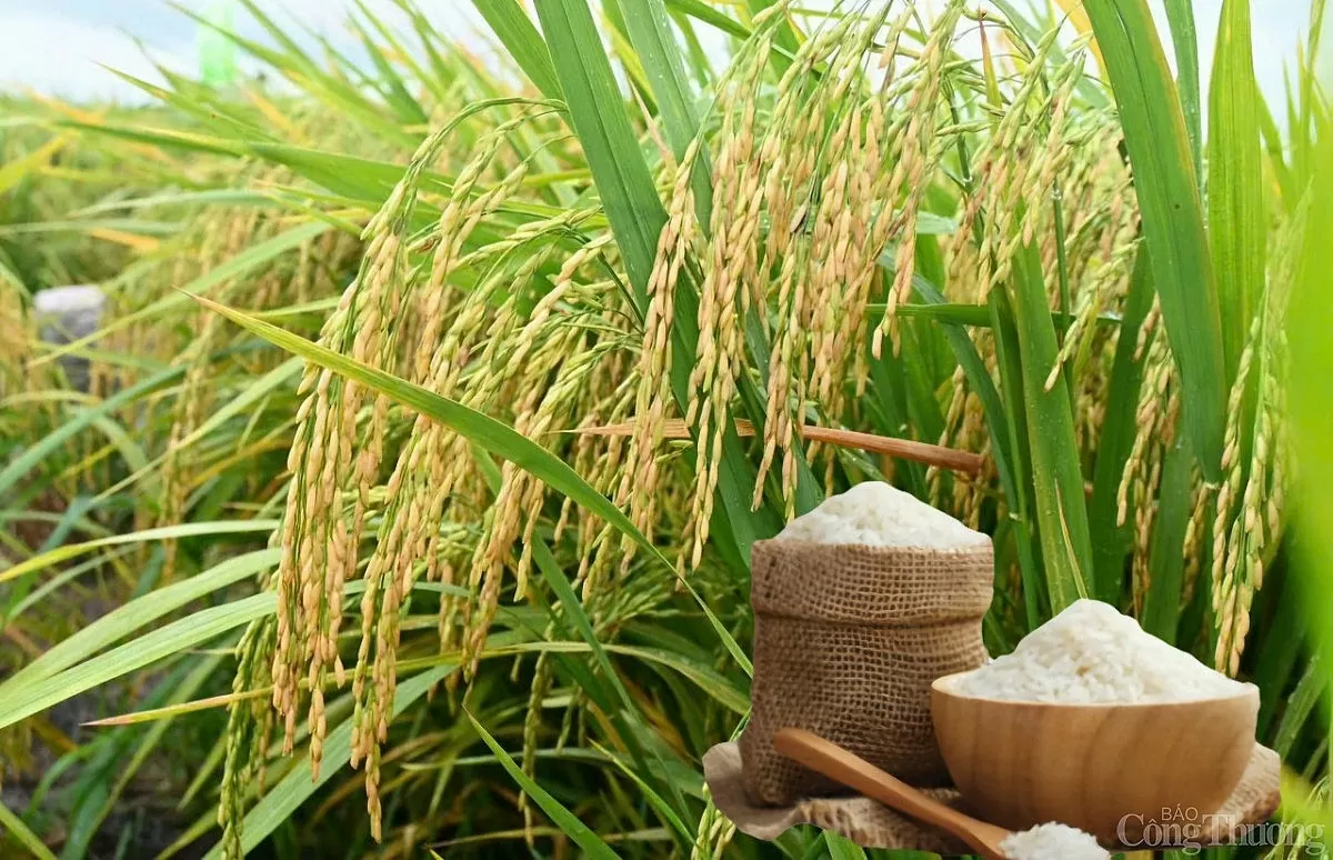 Giá lúa gạo hôm nay ngày 27/5: Lúa tăng giảm trái chiều Giá lúa gạo hôm nay ngày 27/5: Lúa tăng giảm trái chiều