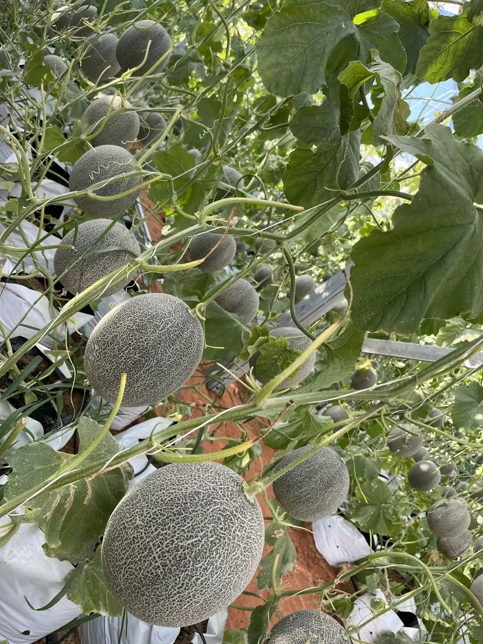 Xúc tiến thương mại mở lối cho dưa lưới công nghệ cao