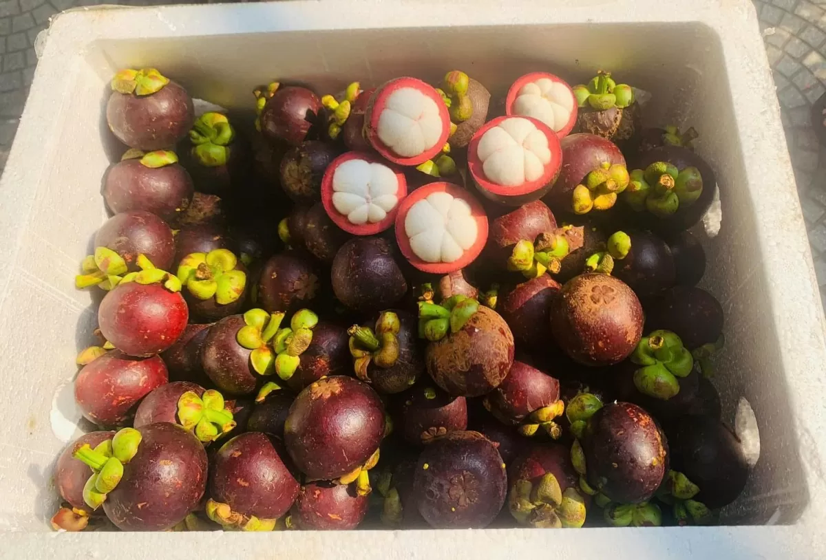 Măng cụt Thái 'làm mưa, làm gió' thị trường trái cây Việt Măng cụt Thái 'làm mưa, làm gió' thị trường trái cây Việt