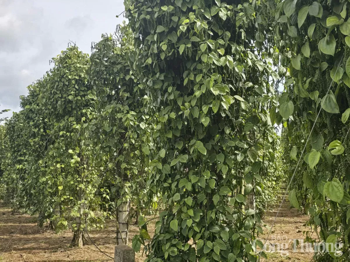 Giá tiêu hôm nay 3/6/2025: trong nước tăng trở lại Giá tiêu hôm nay 3/6/2025: trong nước tăng trở lại