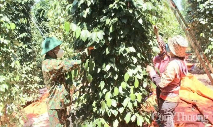 Giá tiêu hôm nay 3/6/2025: trong nước tăng trở lại Giá tiêu hôm nay 3/6/2025: trong nước tăng trở lại