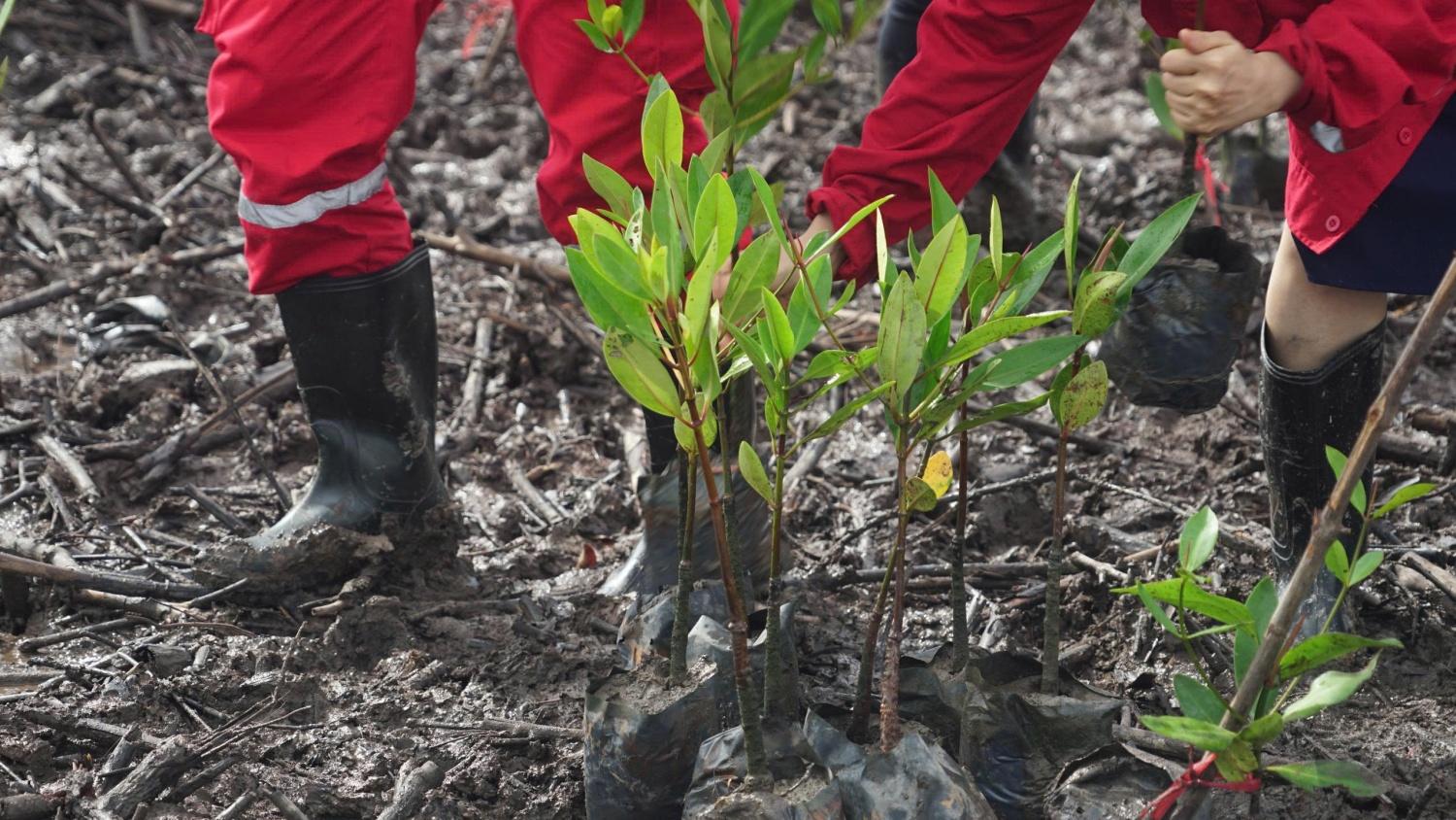 Petrovietnam phát động trồng cây rừng ngập mặn tại Cà Mau hưởng ứng Ngày Môi trường Thế giới Petrovietnam phát động trồng cây rừng ngập mặn tại Cà Mau hưởng ứng Ngày Môi trường Thế giới