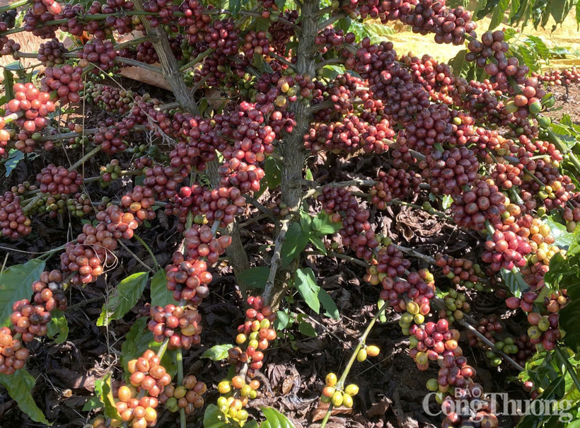 Những cây cà phê rất nhiều quả, chín mọng ở Đắk Lắk