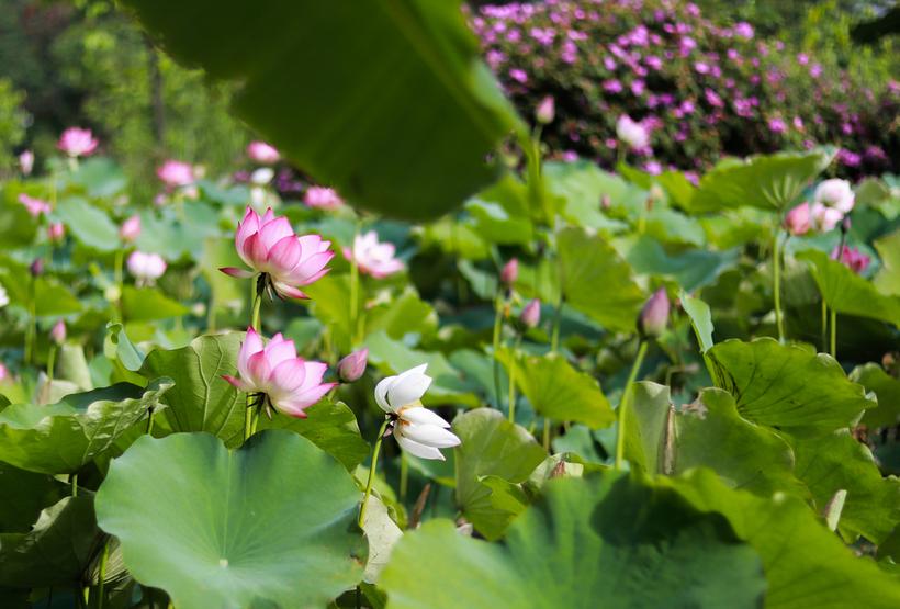 Cây sen dễ trồng, ít bị sâu bệnh và đặc biệt là không kén đất