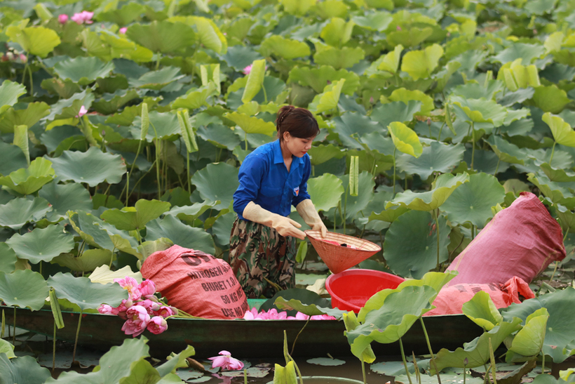 Sen năm nay được mùa, giá bán cũng cao nên bà con rất phấn khởi