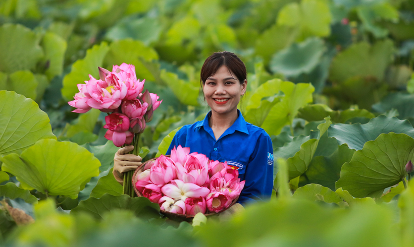 Trồng sen Bách Diệp mang lại nguồn thu nhập cao, ổn định hơn so với trồng lúa truyền thống