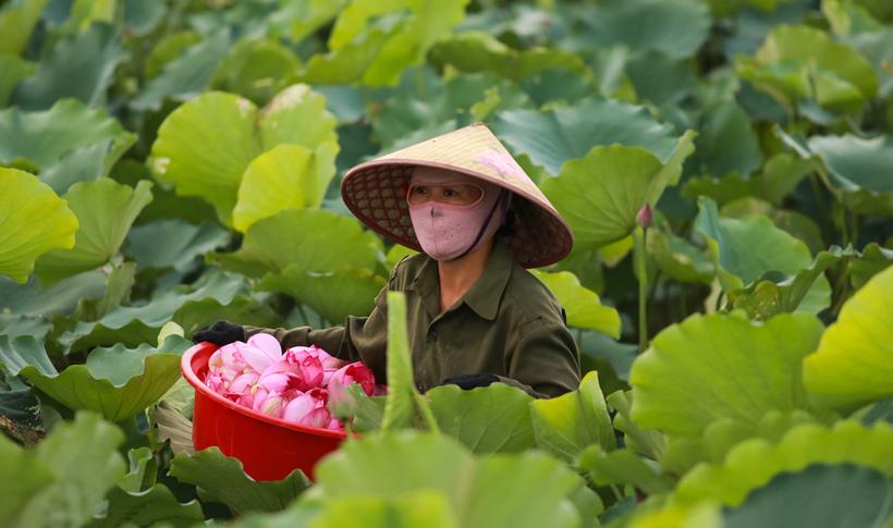 Người dân phải bì bõm thu hoạch sen từ sáng sớm