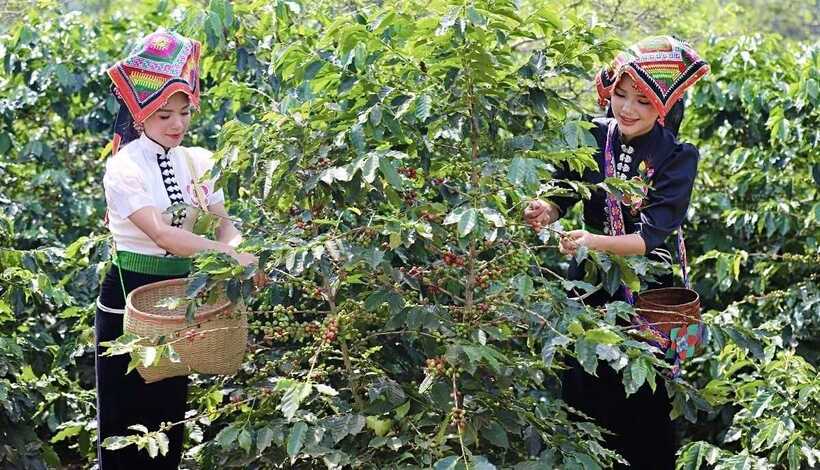 Cà phê Arabica Sơn La - loại cà phê được trồng chủ yếu bởi phụ nữ dân tộc thiểu số