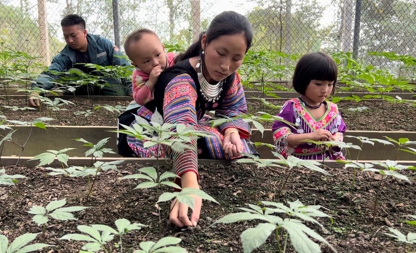 Cây sâm Ngọc Linh đã tạo công ăn việc làm và thu nhập ổn định cho người dân bản địa.