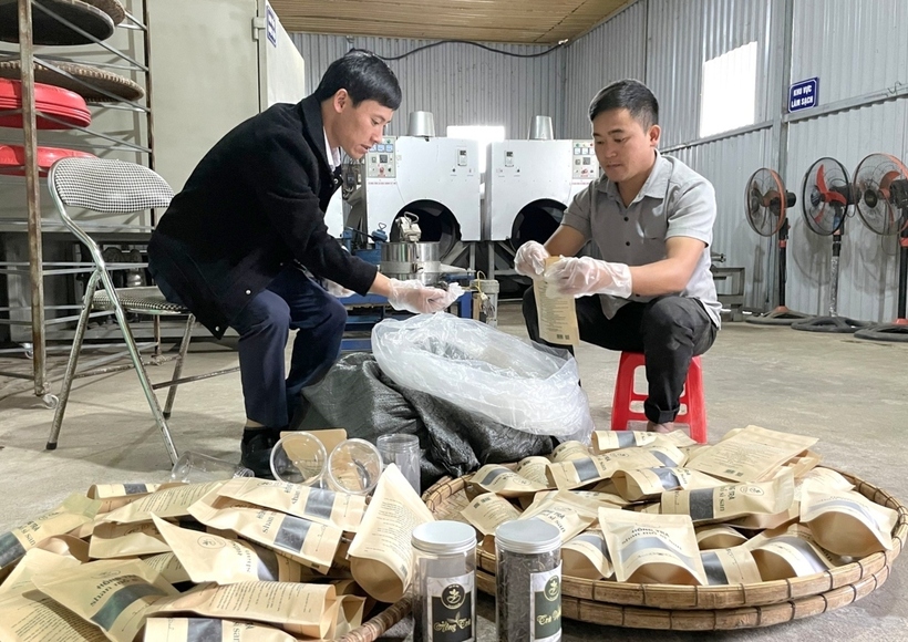 Xây dựng chuỗi liên kết, chế biến chè Shan tuyết tại Lai Châu