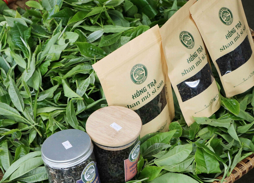 Chè Shan tuyết cổ thụ là đặc sản của đồng bào Dao đỏ