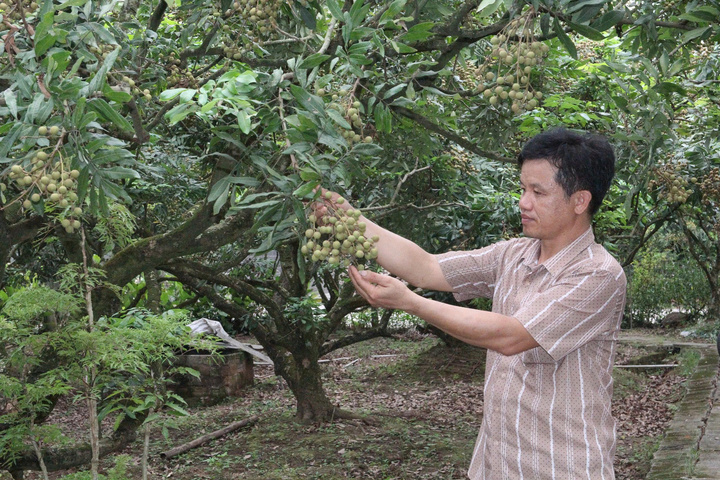 Công nghệ hiện đại giữ hương vị truyền thống, nâng tầm thương hiệu nhãn lồng Hưng Yên. Ảnh: Phương Cúc