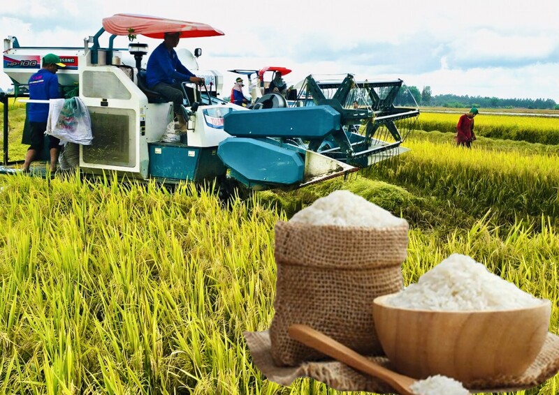 Giá lúa gạo hôm nay ngày 25/7: Gạo xuất khẩu biến động, lúa vững giá. Ảnh: Thanh Minh.