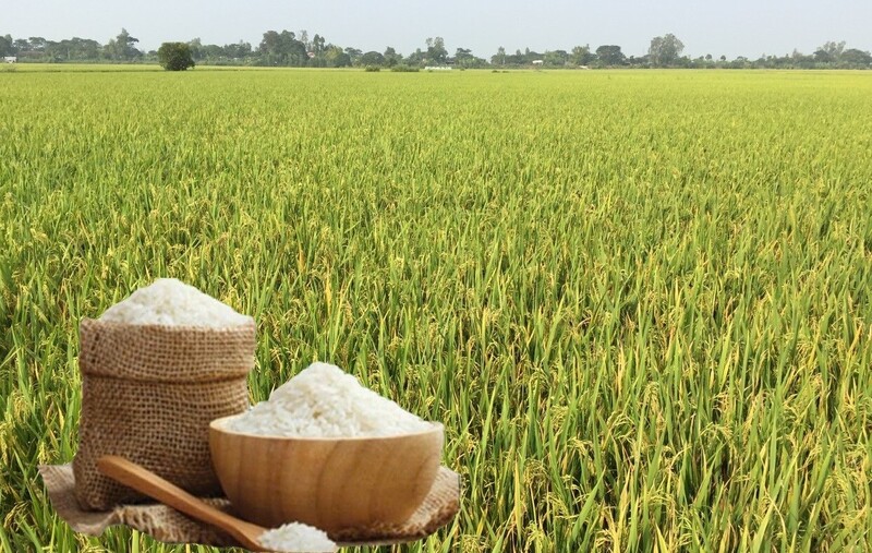 Giá lúa gạo hôm nay ngày 31/7: Gạo nguyên liệu xuất khẩu đảo chiều giảm, lúa tươi vững giá. Ảnh: Thanh Minh.