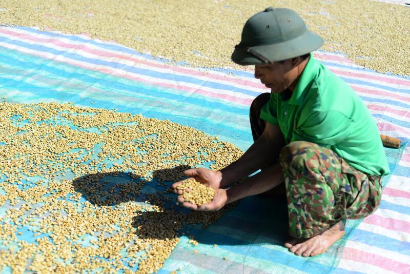 Người dân Đắk Lắk chăm sóc từng hạt cà phê