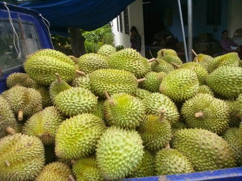 gia-sau-rieng-hom-nay-8-8-2025-doanhnghiepkinhtexanh-1754612271.jpg