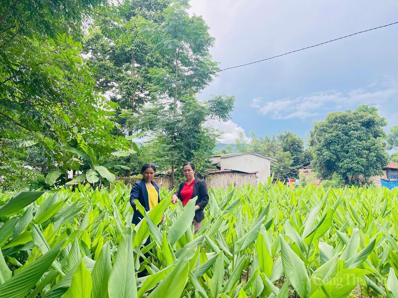 Liên kết vùng trồng nguyên liệu với doanh nghiệp thu mua, chế biến tạo đầu ra ổn định cho các sản phẩm nông nghiệp của người dân xã Kon Đào, tỉnh Quảng Ngãi