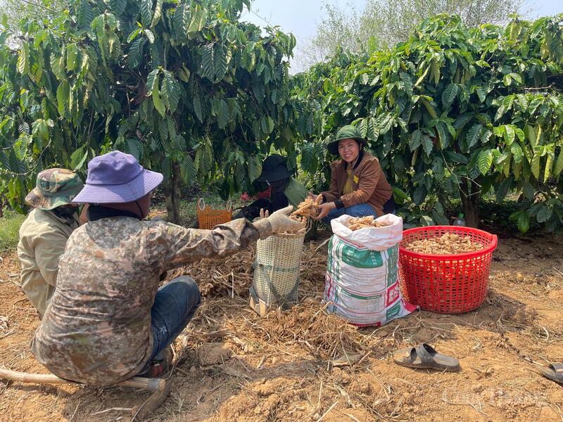 Các hộ dân thu hoạch nghệ tươi