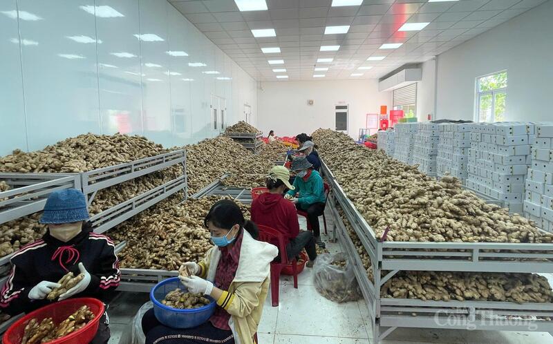 Sản phẩm gừng của đồng bào Xơ Đăng đã xuất khẩu được đến nhiều thị trường lớn trên thế giới