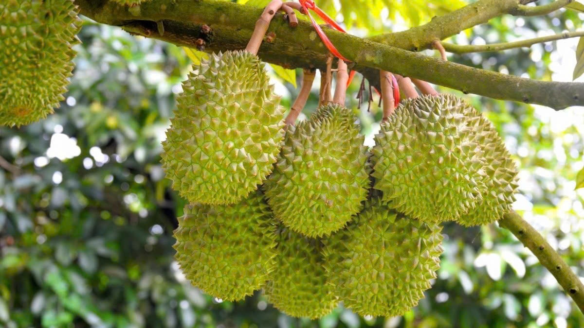 Giá sầu riêng hôm nay 198 Sầu Thái ở Đồng Nai tăng giá