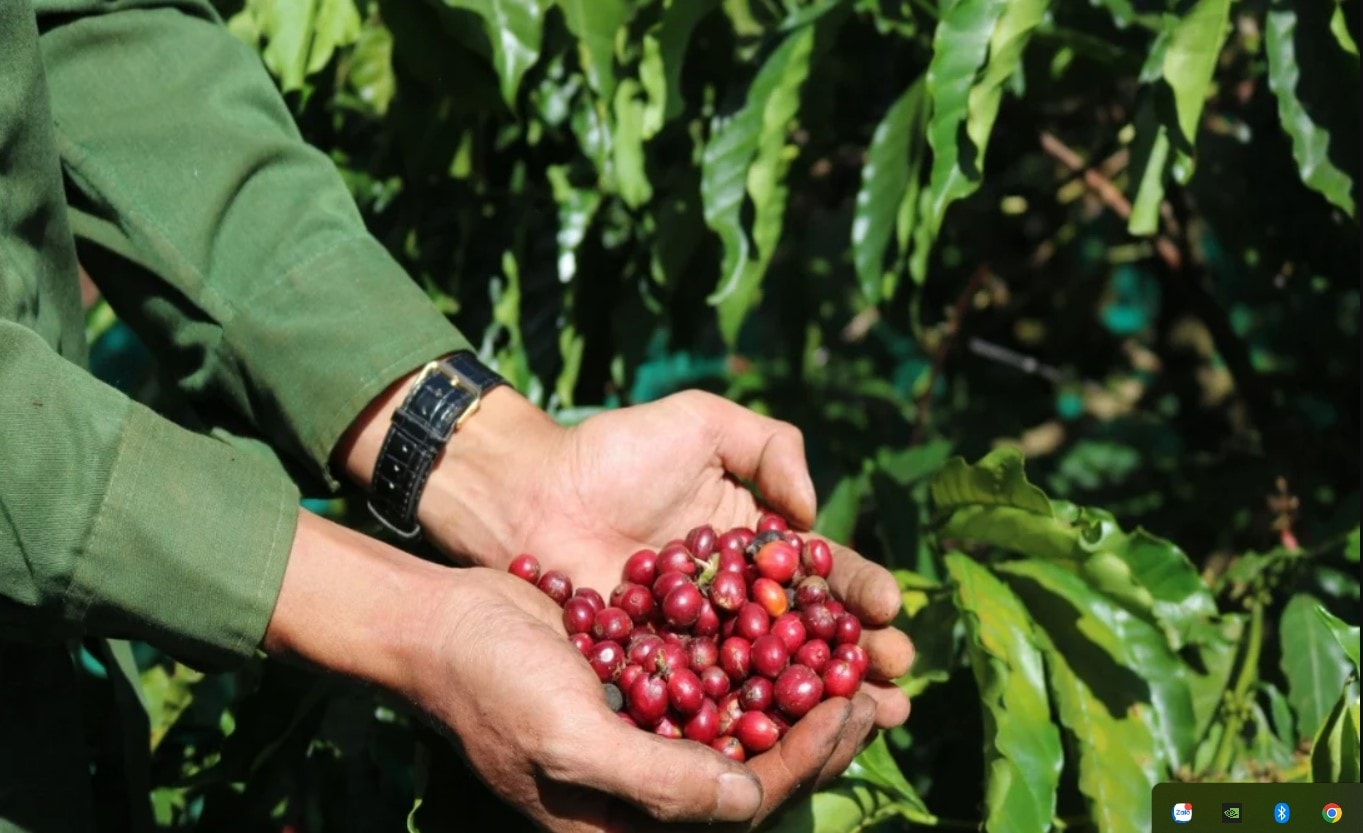 Giá nông sản hôm nay 20/8: Có đợt tăng giá mới trước vụ thu hoạch, nông dân phấn khởi