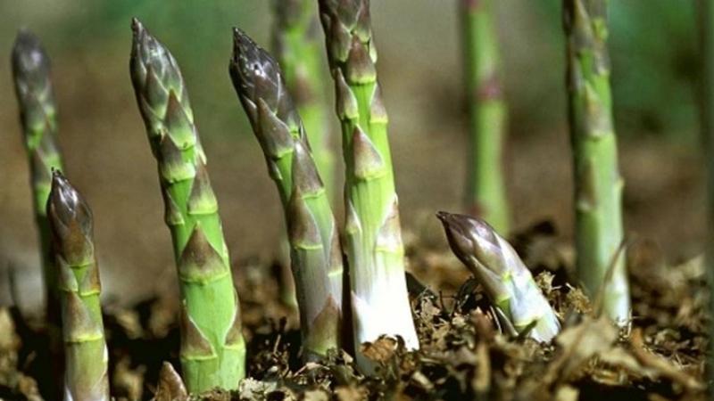 Măng tây Khánh Hoà được xuất khẩu đến Hàn Quốc, Nhật Bản... (Ảnh minh hoạ)