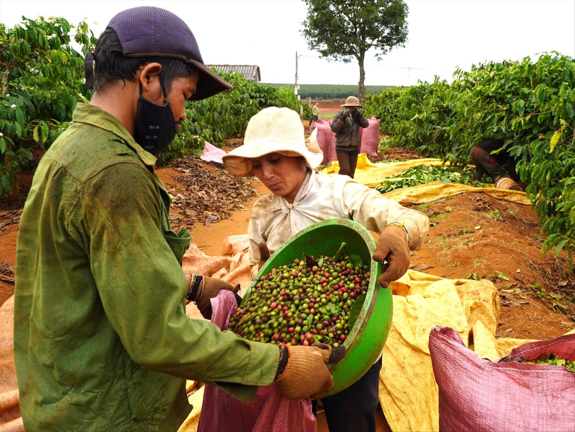 Giá nông sản hôm nay 22/9: Mặt hàng chủ lực ổn định đầu tuần